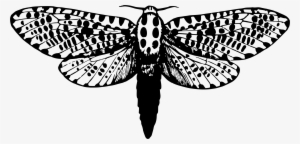 This Free Icons Png Design Of Leopard Moth