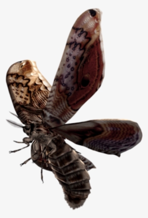 Giant Moth - Resident Evil Moth