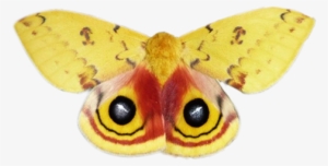 National Moth Week Is Only 1 Day Away Thanks To Fran - National Moth Week Mug