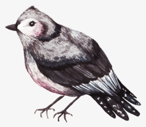 Delicate Watercolor Bird Decoration Transparent - Watercolor Painting