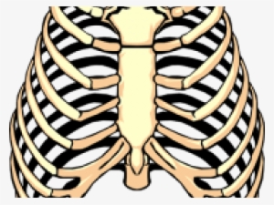 Rib Clip Art Png