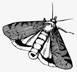 This Free Icons Png Design Of Moth 5