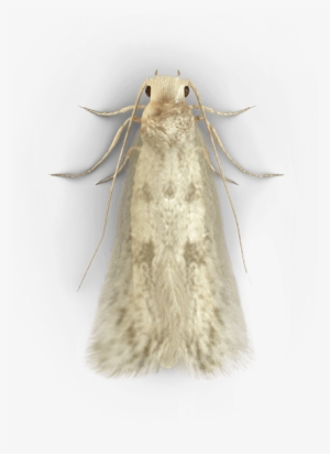 Moth Transparent