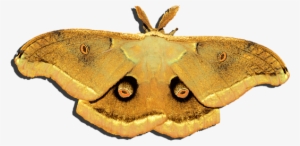 Click And Drag To Re-position The Image, If Desired - Lepidoptera