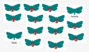 Sit Example - Sterile Insect Technique