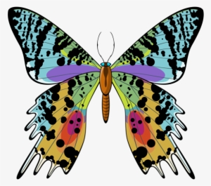 Madagascan Sunset Moth Png Clip - Urania Ripheus For Sale