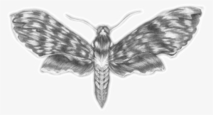 Moth - Portable Network Graphics