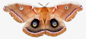 “polyphemus Moth - Polyphemus Moth Png