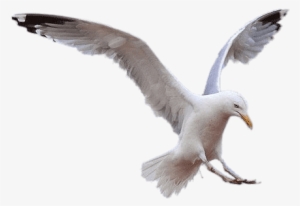 Birds - Gaviota Png