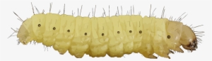 Caterpillar Png - Larvae Clipart
