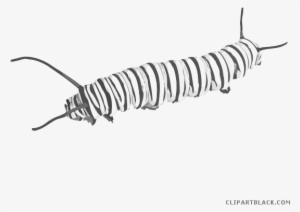 Caterpillar Butterfly Clipart - Fuzzy Caterpillar Png Transperent