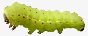 Caterpillar Png
