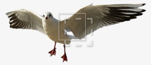 Parent Category - Flight