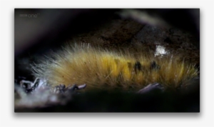 Caterpillar - Gynaephora Groenlandica