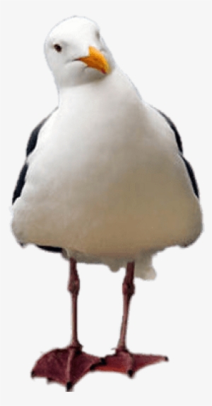 Seagull Tilted Head - Animal Needs: Who's New At The Zoo?