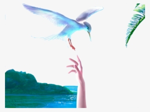 Seagulls - Vitriolum