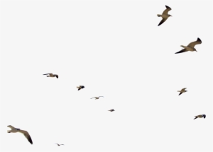 Birds Flying In Flocks Png