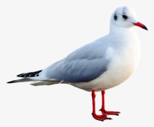 Seagull, Bird, Animal, Water Bird - Kuş Hayvan Resimleri