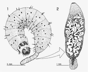 External Sac Of Procercoids Infecting A Noctuid Caterpillar - Caterpillar