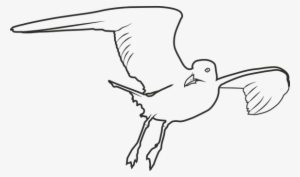 Seagull, Bird, Sea, Seevogel, Birds - Bird