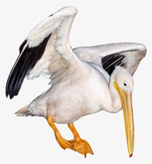 Seagull White Polyvore Moodboard Filler Animal Bird - Bird