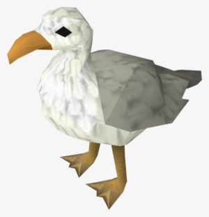 Seagull - Runescape Seagull