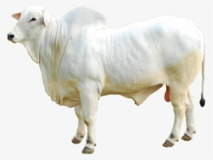 Boi Nelore Png