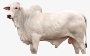 Boi Nelore Png - Cattle