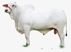 Gado Nelore Png - Sheep