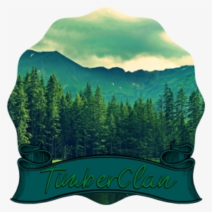 Pine Trees Near Mountain Lake