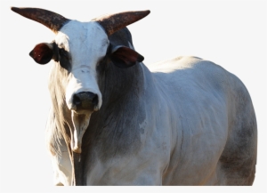 Imagem De Um Touro - Touro Nelore Png