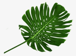 Http - //www - Veganparadice - Com - Mx/wp-content/ - Sabal Minor
