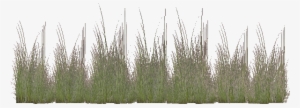 Coastal Grass 2 - Wiki