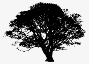 Sombra Arbol Png - Olive Tree Black And White