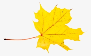 Autumn, Leaves, Leaf, Png, Transparent, Fall Color - Transparent Fall Maple Leaves Clipart