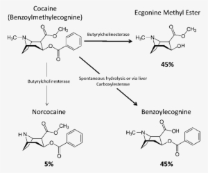 Three Primary Pathways Of Cocaine Metabolism And The - Cocaine Metabolism