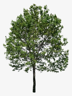 Related Wallpapers - Fraxinus Excelsior Png