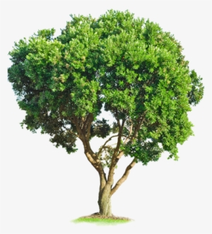 De Arboles - Tree Psd