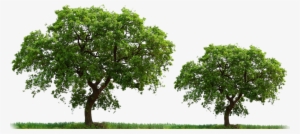 Arboles Y Flores Png - Arboles Reales En Png