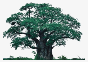 Compartiendo Diferentes Imagenes Con Alfa Para Agregar - Arvore Hd Png