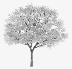 Tree Arbol Snowy Nevado White Blanco Sauce Willow Frond - Дерево Осень Ветка Png