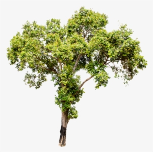 Los Árboles Aislados Sobre Fondo Blanco - White