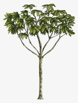 Yarumo - Yarumo Png
