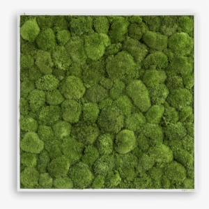 Free Moss Png Clip Black And White Download - Stylegreen Verticale Tuin Pole Moss - 80 X 80cm