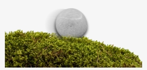 Rolling Stone Gathers No Moss