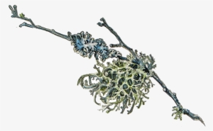 Oakmoss Png