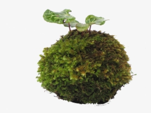 Moss Ball, Kokedama, Cyclamen, Living Green,a Little - Kokedama