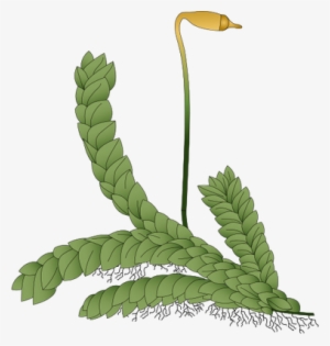 Ian Symbol Moss 2 - Non Vascular Plant Png