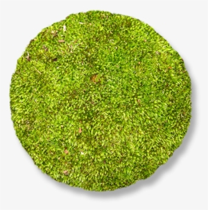 Moss - 1.5g Moss Hb