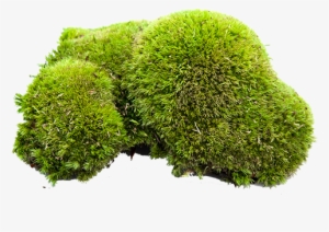 Pole Moss - Food
